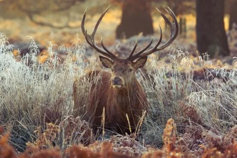Red deer Stock Photos