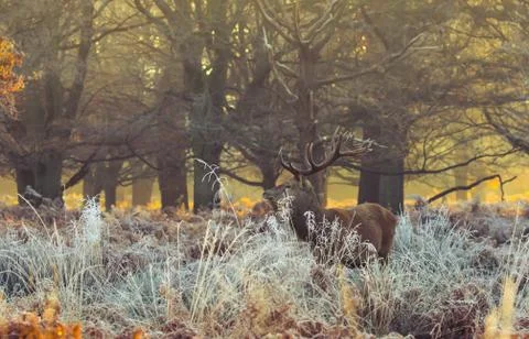 Red deer Stock Photos