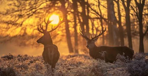 Red deer Stock Photos