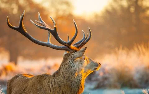 Red deer Stock Photos