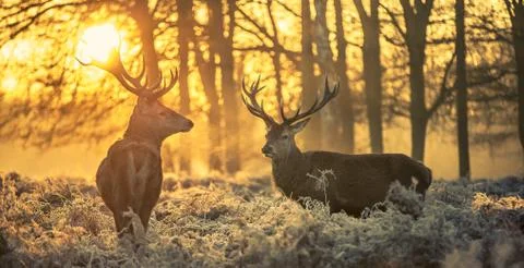 Red deer Stock Photos