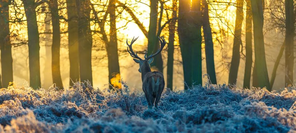 Red deer Stock Photos