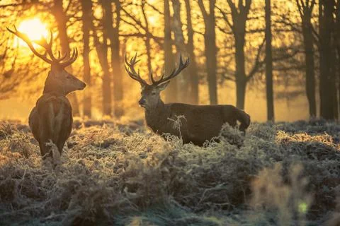 Red deer Stock Photos