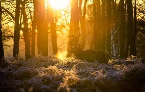 Red deer Stock Photos