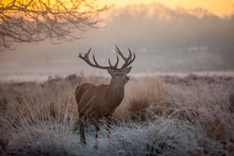 Red deer Stock Photos