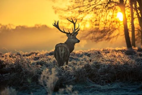 Red deer Stock Photos