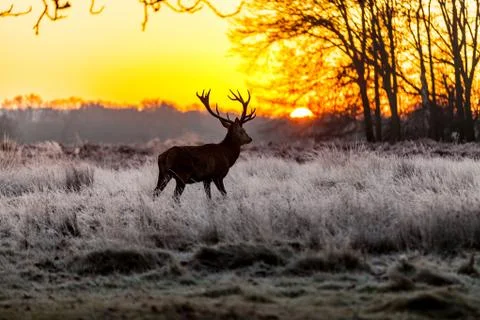 Red deer Stock Photos