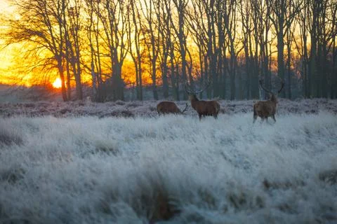Red deer Stock Photos