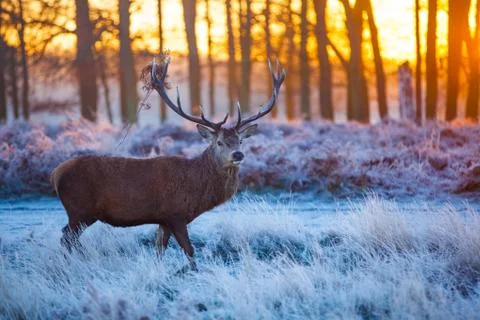 Red deer Stock Photos