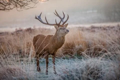 Red deer Stock Photos