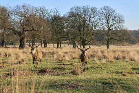 Red deer Stock Photos
