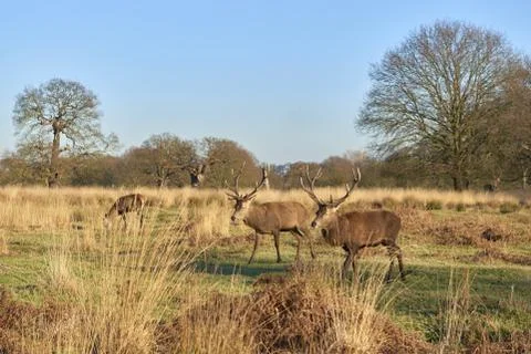Red deer Stock Photos