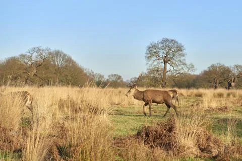 Red deer Stock Photos