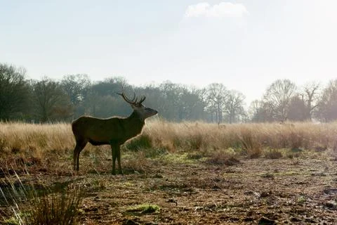 Red deer Stock Photos