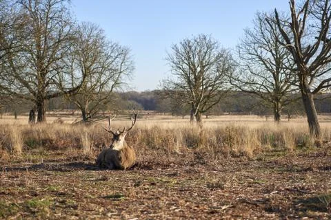 Red deer Stock Photos