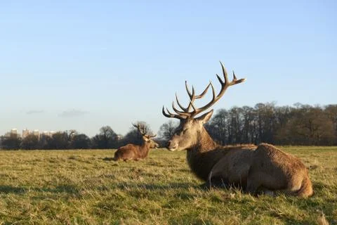 Red deer Stock Photos