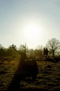 Red deer Stock Photos