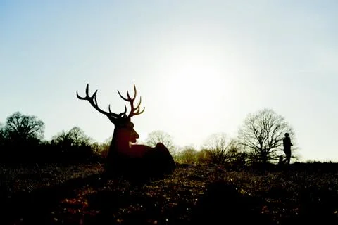Red deer Stock Photos