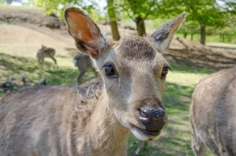 Red deer Stock Photos