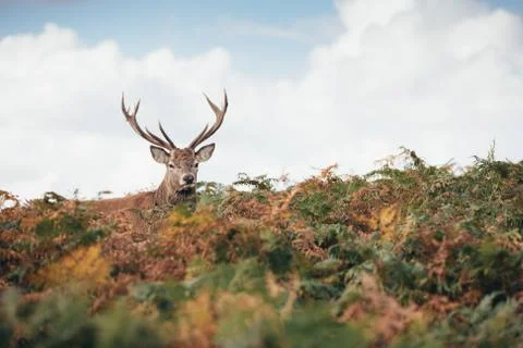 Red Deer Stock Photos