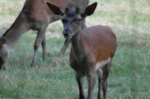 Red deer Stock Photos