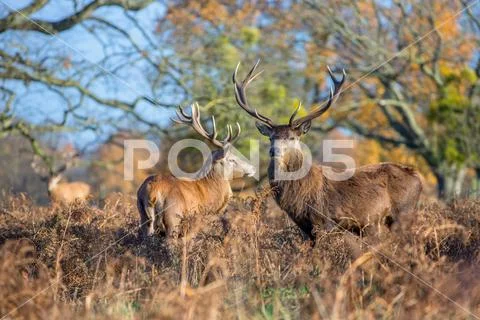 Red deer Stock Photos