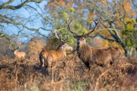 Red deer Stock Photos