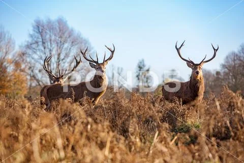 Red deer Stock Photos