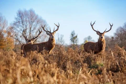Red deer Stock Photos