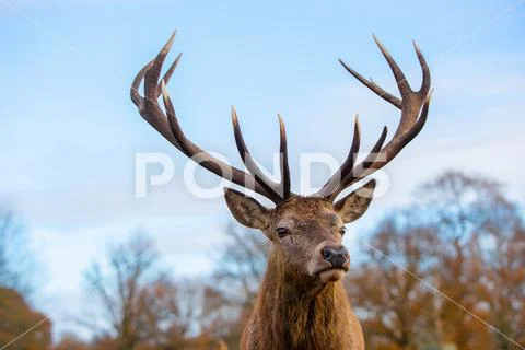 Red deer Stock Photos