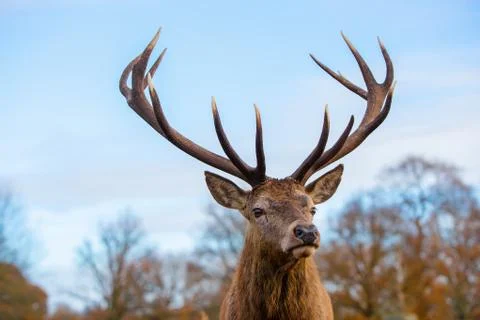 Red deer Foto stock