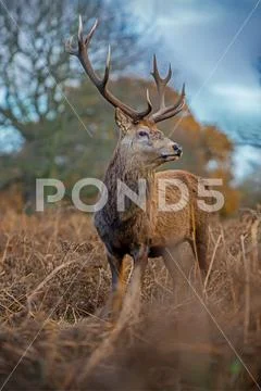 Red deer Stock Photos
