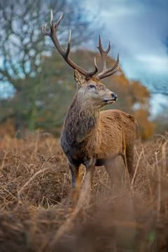 Red deer Stock Photos