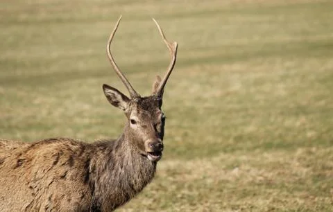 Red Deer. Stock Photos