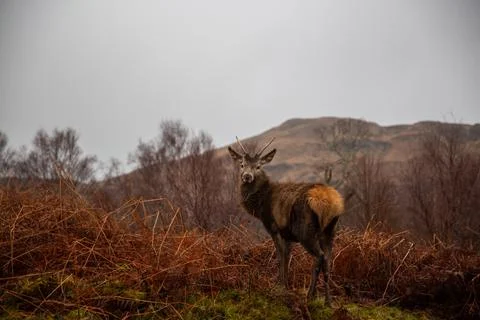 Red Deer Stock Photos