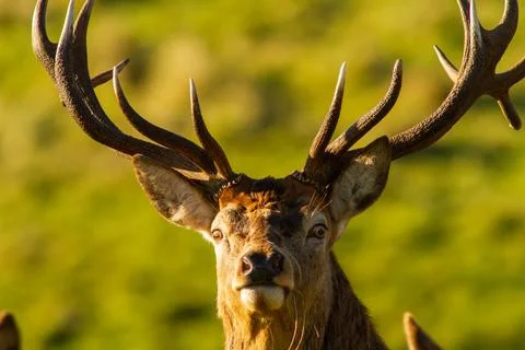 Red Deer 스톡 사진