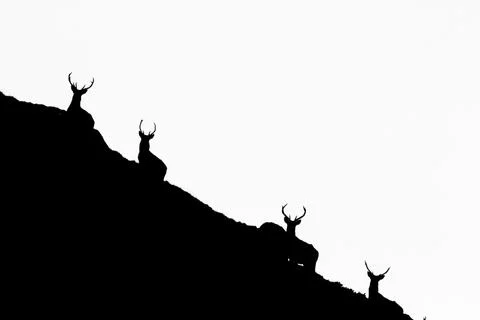 Red Deer 스톡 사진