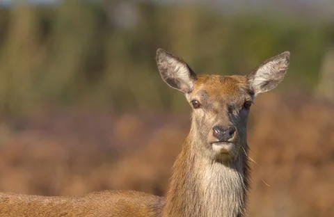 Red Deer Stock Photos