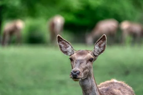 A Red Deer Stock Photos