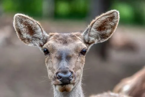 A Red Deer Stock Photos
