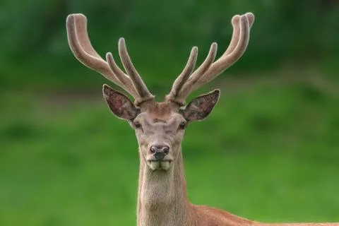 Red deer portrait with fuzzy velvet antler Stock Photos