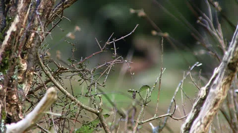 Red deer rack focus from bush to stag. Stock Footage 22638577
