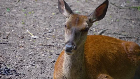 Red deer resting Stock Footage 277299748