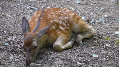 Red deer resting Stock Footage 277299821