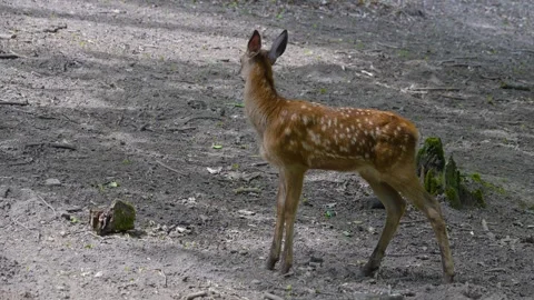 Red deer resting Stock Footage 277300464