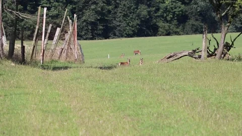 Red deer roaming Video stock 134934731
