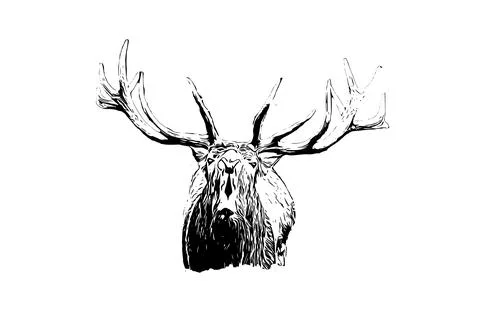 A Red deer roaring in the forest during the rut. Stock Illustration