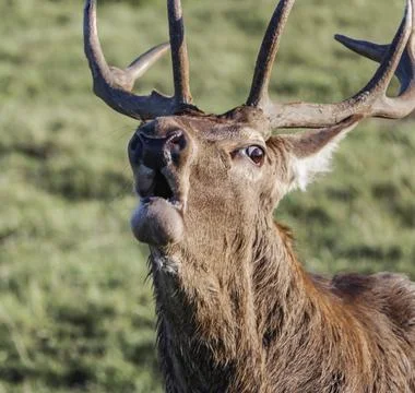 Red deer roars during the mating season in autumn. Stock Photos