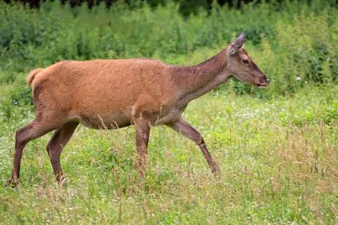 Red deer on the run Stock Photos