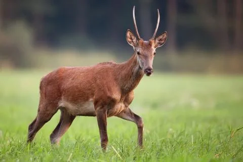 Red deer on the run in the wild Foto stock